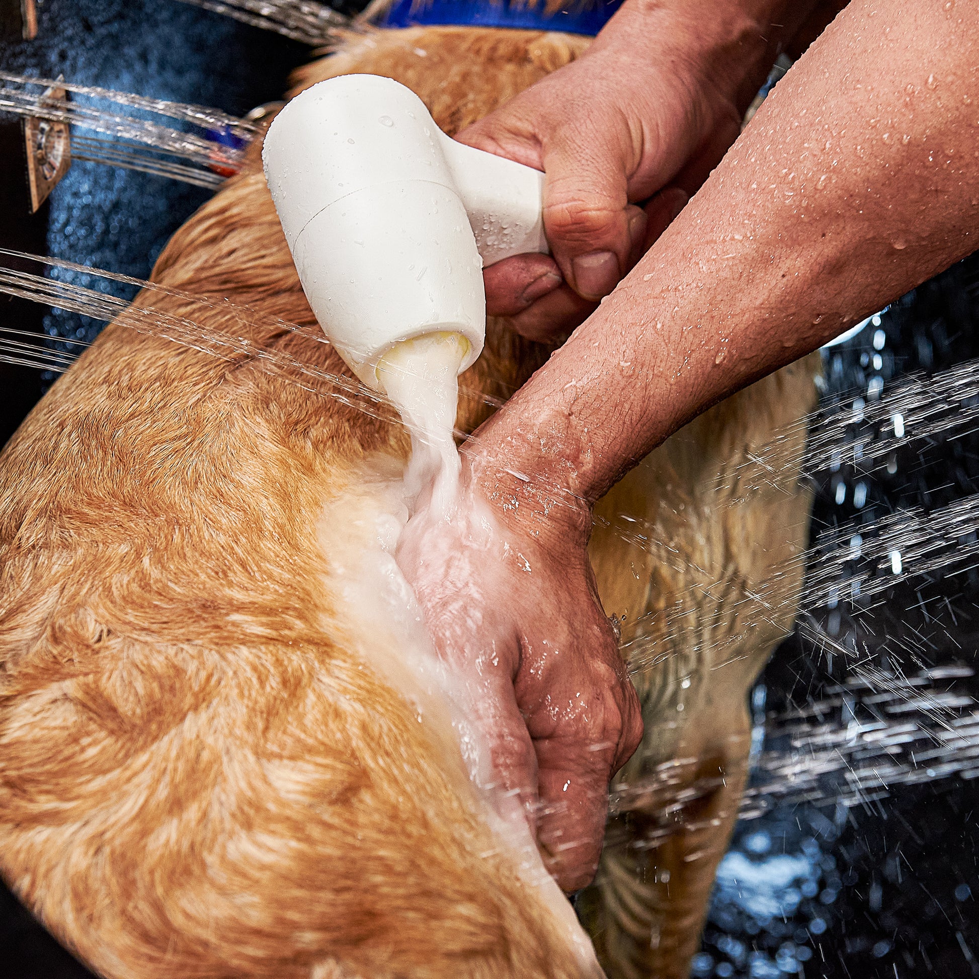 Dog Pet Walk-In Bath Tub, Infusion Microbubble Therapy, Ozone Sterilization